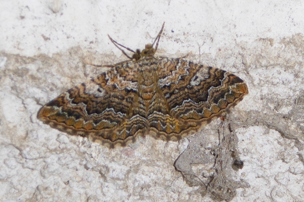 Camptogramma bistrigata